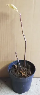 Amelanchier a feuilles d'aulne 'Prince william' (Amelanchier alnifolia) — jeune tige ligneuse nue dans pot plastique · Godet