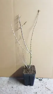 Argousier 'Hergo ♀' (Hippophae rhamnoides) — jeune plant ligneux nu dans pot de pépinière · Godet