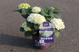 Pot 5L