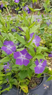 Grande pervenche (Vinca major) — fleurs violettes et feuillage vert en gros plan · Pot 3L