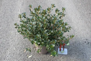 Pot 3L hauteur moyenne 30/35 cm (hors pot)