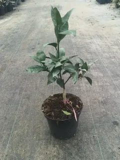 Oranger 'Navel negra' (Citrus sinensis) — jeune arbuste vert en pot de pépinière · Pot 5L Touffe