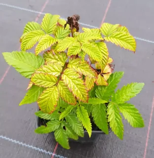 Framboisier fraise (Rubus illecebrosus) — jeune plant aux feuilles dentées vertes bordées de rouge · Godet
