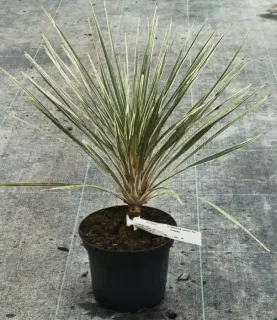 Cordyline 'Pink champagne' (Cordyline australis) — jeune plant dressé en pot noir, étiquette blanche · Pot 2.5L