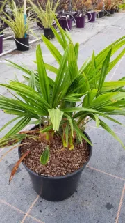 Palmier de chine (Trachycarpus fortunei) — jeune palmier en pot de culture · Pot 6L