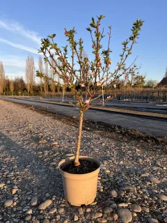 Pot 10L formé en ¼ de tige, hauteur totale de 60/80 cm (hors pot)