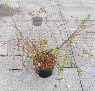 Abélia 'Edward goucher' (Abelia) — jeune arbuste clairsemé en pot noir sur dallage · Pot 3L
