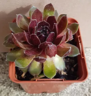 Joubarbe berry bomb 'Chick charms berry bomb' (Sempervivum) — rosette charnue bicolore dans pot en plastique · Godet