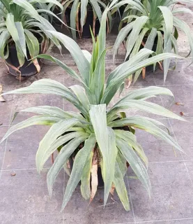 Plante de terrain sec (Furcraea quicheensis) — plante graphique aux longues feuilles arquées en pot · Pot 8L