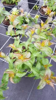 Diervillée 'Kodiak black' (Diervilla rivularis) — jeune arbuste en pot au feuillage vert et bronze · Pot 3L Touffe