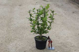Pot 3L