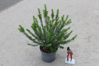 Pot 3L hauteur moyenne 30/40 cm (hors pot)