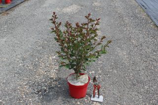 Pot 3L
