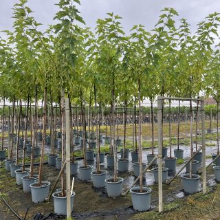 Pot 30L formé en tige de 200 cm, avec une force de 8 à 10 cm, pour une hauteur totale de 300 à 350 cm (hors pot)