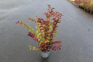 Pot 3L hauteur moyenne 80/100 cm (hors pot)
