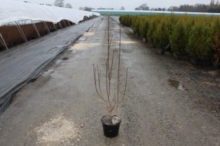 Pot 5L hauteur moyenne 80/100 cm (hors pot)