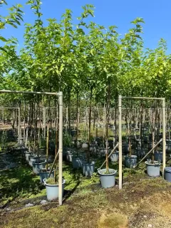 Mûrier platane sans fruit (Morus kagayamae) — rangées de jeunes arbres tuteurés en pots gris · Pot 30L Tige 6/8