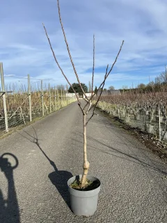 Pot 10L formé en gobelet sur une tige de 60-70 cm, hauteur totale de 125-150 cm (hors pot), plante âgée de 2 ans