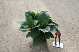 Pot 2L