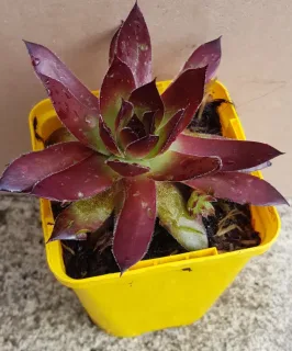 Joubarbe à rosette bordeaux 'Cranberry cocktail' (Sempervivum) — succulente à rosette bicolore dans pot jaune · Godet