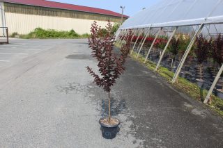 Pot 7.5L MTI