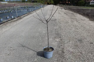 Pot 10L formé en gobelet sur une tige de 60-70 cm, hauteur totale de 125-150 cm (hors pot), plante âgée de 2 ans