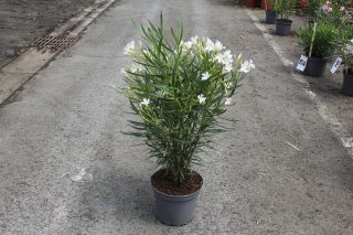 Pot 7.5L