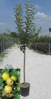 Pommier 'Nain garden sun red' (Malus domestica) — jeune arbre fruitier sur tige en pépinière · Pot 10L