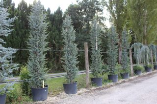 Pot 130L hauteur moyenne 300/350 cm (hors pot)