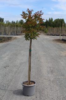 Pot 15L Formé sur tronc de 100 cm, hauteur totale 140-160 cm (hors pot)