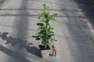Pot 2L