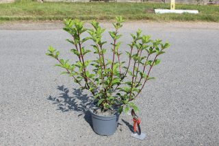 Pot 5L