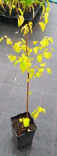 Prunier myrobolan (Prunus) — jeune arbre au feuillage jaune tacheté en pot · Pot 2L