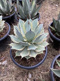 Pot 10L Hauteur 25 cm (hors pot)