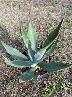 Pot 5L Hauteur 30 cm (hors pot)