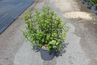 Hortensia paniculé 'Vanille fraise' (Hydrangea paniculata) — arbuste en pot aux tiges rouges et feuilles vertes · Pot 15L