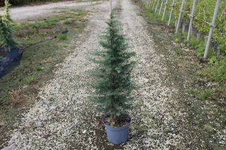 Pot 7.5L hauteur moyenne 100/125 cm (hors pot)