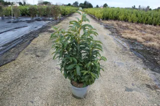 Pot 10L hauteur moyenne 80/100 cm (hors pot)