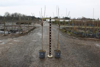 Pot 12L Formé en demi-tige (tige 130 cm) – Hauteur 175/200 cm (hors pot)