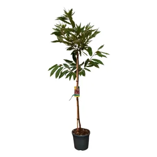 Châtaigner 'Marradi' (Castanea marron) — jeune arbre dressé en pot plastique · Pot 10L Tige