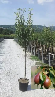 Poirier 'Louise bonne' (Pyrus communis) — jeune arbre en pot dans allée de pépinière · Pot 18L