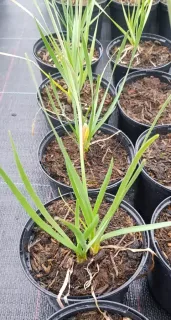 Ail d'Afrique à fleurs blanches (Tulbaghia violacea) — jeune plant aux feuilles fines vertes en pot · Pot 1.5L