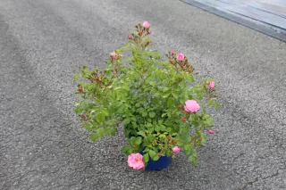 Rosier 'Mareva rose tendre' (Rosa) — Pot 5L