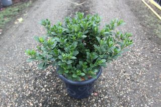 Pot 7.5L