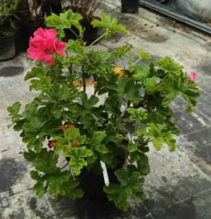 Géranium au parfum de cèdre et d'épice 'Clorinda' (Pelargonium) — plante à fleurs roses en pot de pépinière · Pot 3L