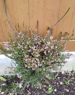 Bruyère 'Fursey' (Erica darleyensis) — touffe dense de petites clochettes roses en fleur · Pot 3L Touffe