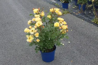 Rosier 'Soleya' (Rosa) — buisson fleuri jaune en pot bleu sur gravier · Pot 5L