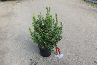 Pot 3L hauteur moyenne 30/40 cm (hors pot)
