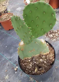 Figuier de barbarie 'Flavispina' (Opuntia engelmannii) — raquette de cactus verte dans pot de culture · Pot 2.5L