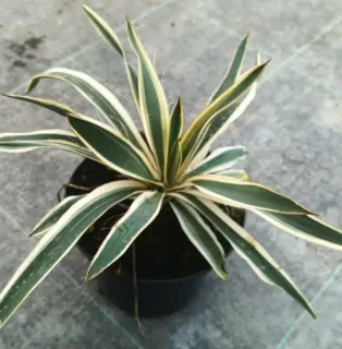 Yucca 'Ivory towers' (Yucca flaccida) — jeune plant panaché en pot noir · Pot 2.5L